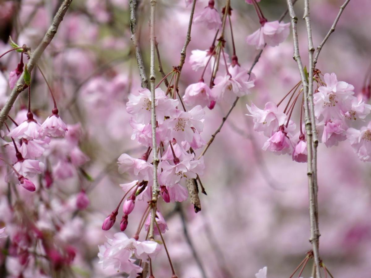 Stay Sakura Kyoto Gion Miyagawacho Ngoại thất bức ảnh